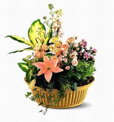 Thailandcakes Funerals for Thailand