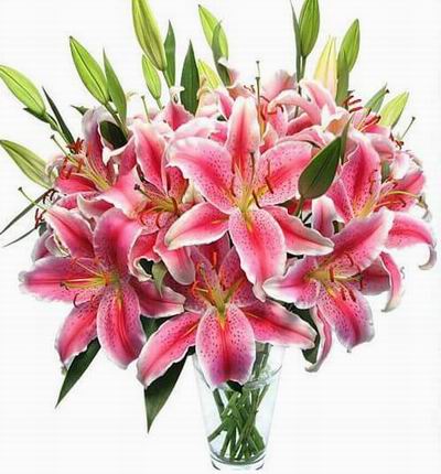 Kowloonflowers Lilies for Hong Kong