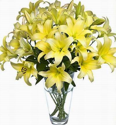 Kowloonflowers Lilies for Hong Kong