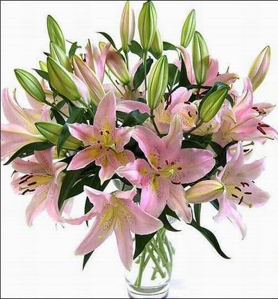Kowloonflowers Lilies for Hong Kong