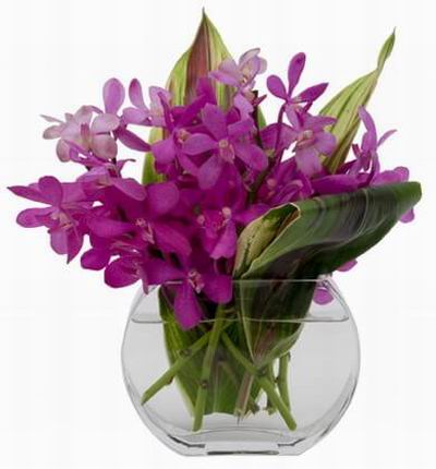 Hongkongflowerscomhk Orchids for Hong Kong