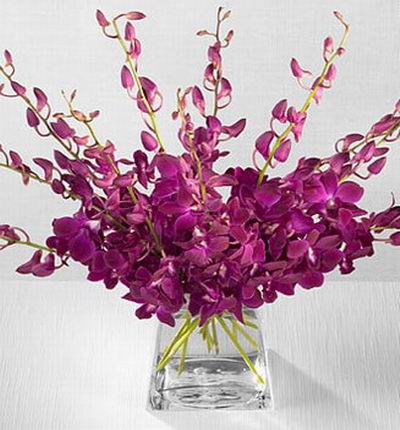 Hongkongflowerscomhk Orchids for Hong Kong