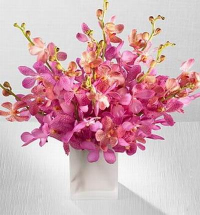 Hongkongflowerscomhk Orchids for Hong Kong