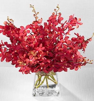 Hongkongflowerscomhk Orchids for Hong Kong