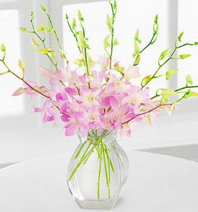 Canadaflowerstore Anniversary for Canada