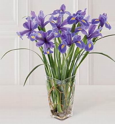 Canadaflowerstore Iris for Canada