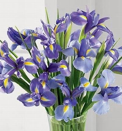 Canadaflowerstore Iris for Canada