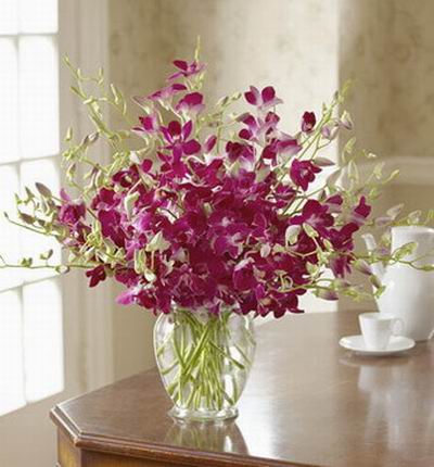 Hongkongflowerscomhk Orchids for Hong Kong