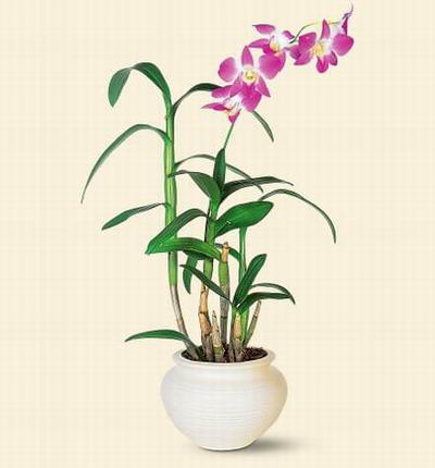 Hongkongflowerscomhk Orchids for Hong Kong