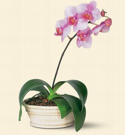 Hongkongflowerscomhk Orchids for Hong Kong