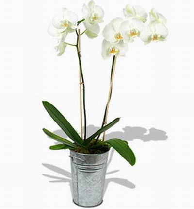 Hongkongflowerscomhk Orchids for Hong Kong