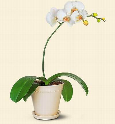 Hongkongflowerscomhk Orchids for Hong Kong