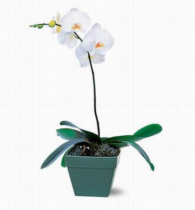 Hongkongflowerscomhk Orchids for Hong Kong