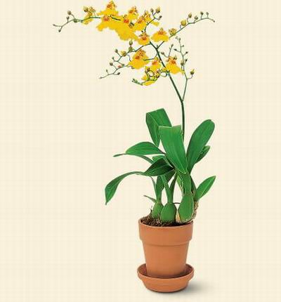 Hongkongflowerscomhk Orchids for Hong Kong