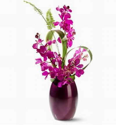 Hongkongflowerscomhk Orchids for Hong Kong