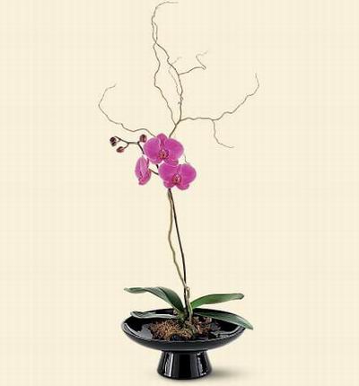 Hongkongflowerscomhk Orchids for Hong Kong