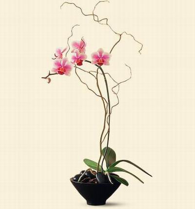 Hongkongflowerscomhk Orchids for Hong Kong