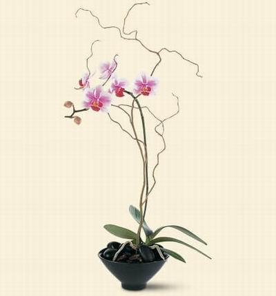 Hongkongflowerscomhk Orchids for Hong Kong