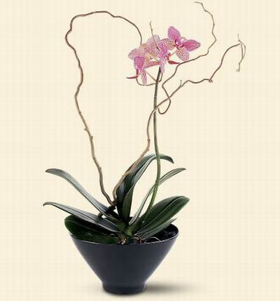 Hongkongflowerscomhk Orchids for Hong Kong