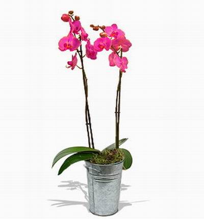 Hongkongflowerscomhk Orchids for Hong Kong